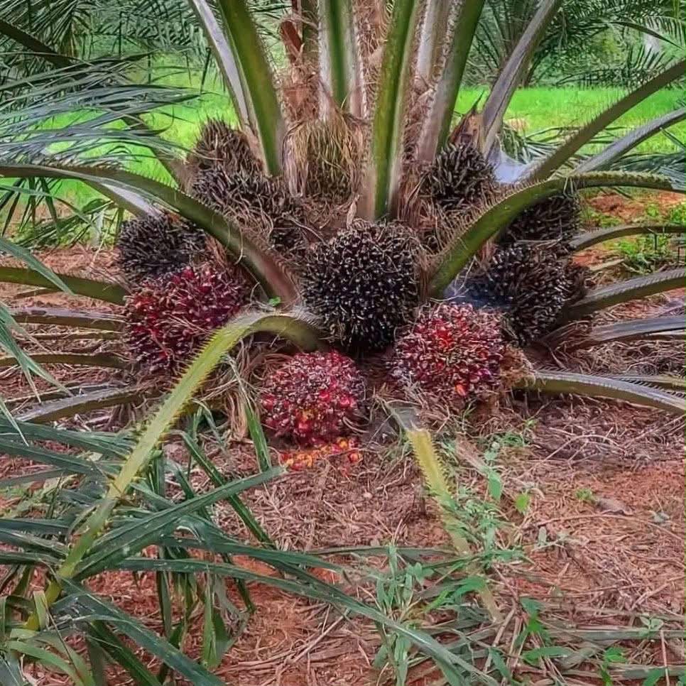 Oil palm fruit growing on a palm
