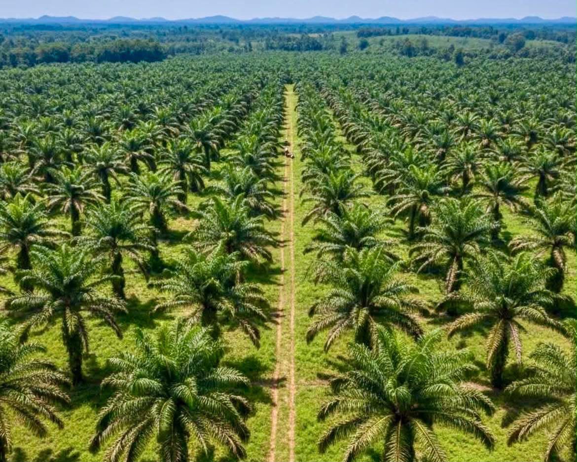 Rows of oil palms