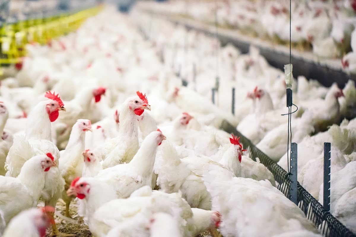 White chickens in a poultry house