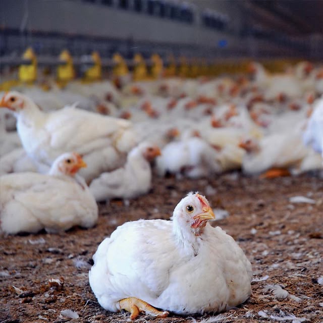 Chickens in an indoor poultry area