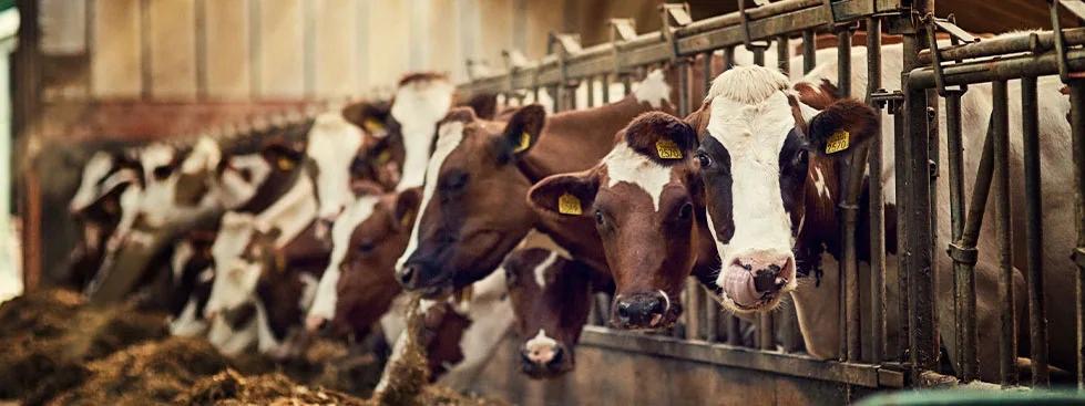 Cattle at a feeding area