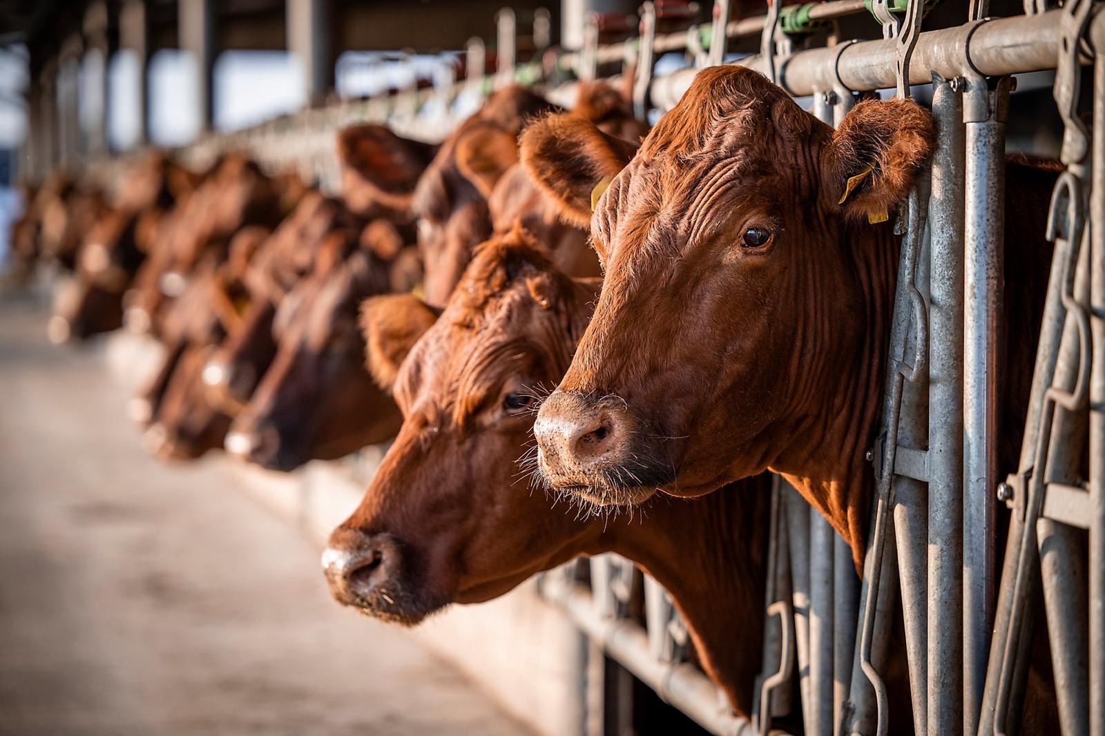 Cattle feeding indoors