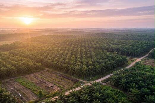 Aerial view of cultivated farmland